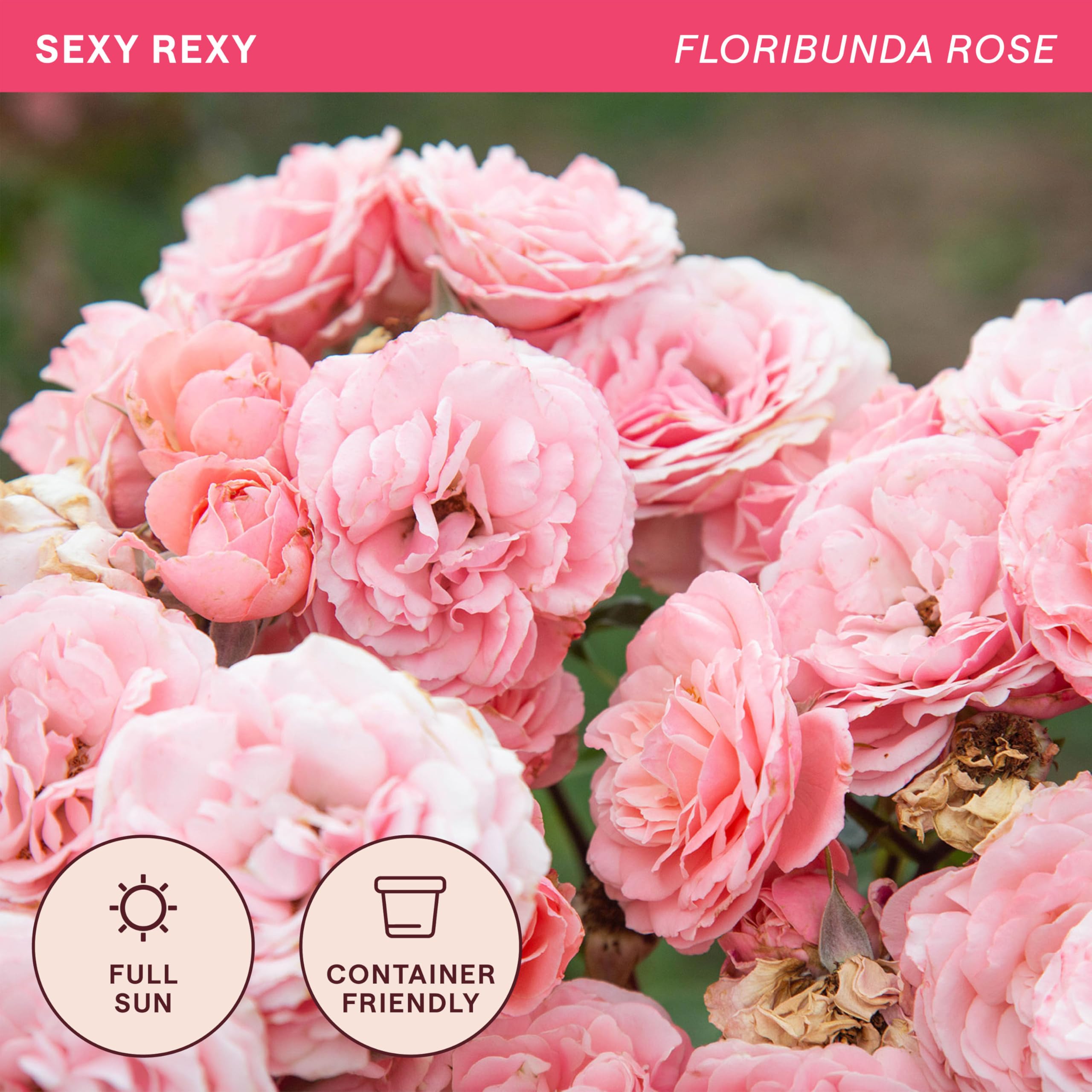 Amazon.com : Heirloom Floribunda Roses, Live Own Root Plant for